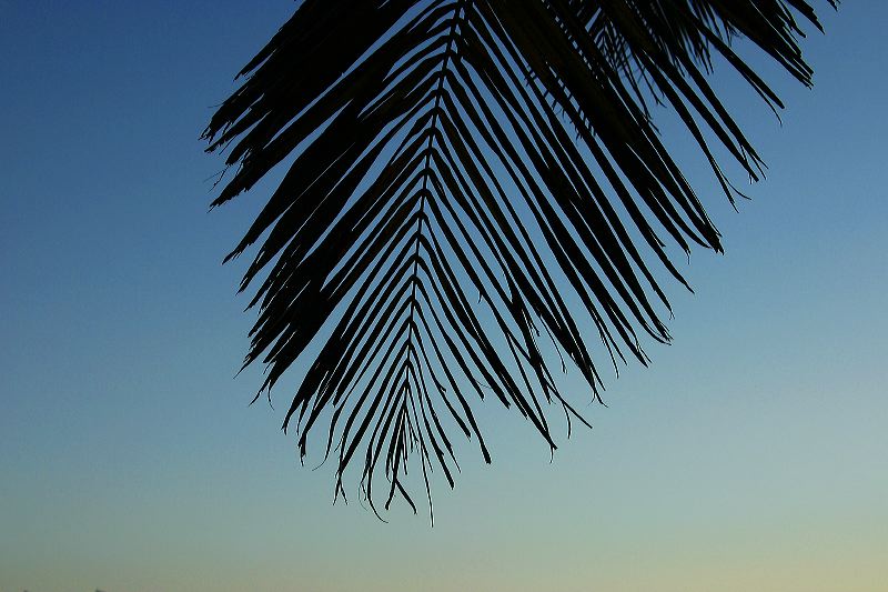 grounds_palm_silouette_1694.jpg