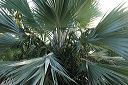 grounds_palm_1778