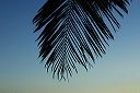 grounds_palm_silouette_1694