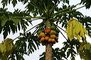 guava_tree_1680