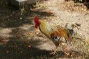 rooster_charlestown_1754