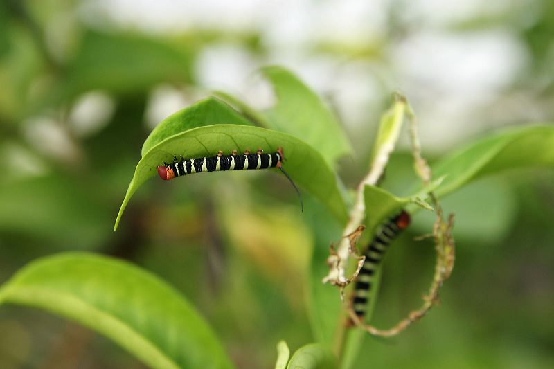 grounds_catepillar_1842.jpg