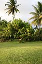 grounds_palms_1665
