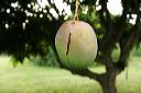 mango_1686