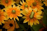 flowers_6239